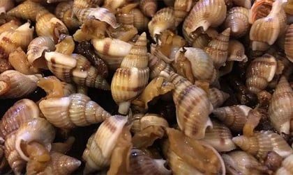 Nghi trúng độc do ăn ốc biển, 1 người tử vong, 7 người nguy kịch