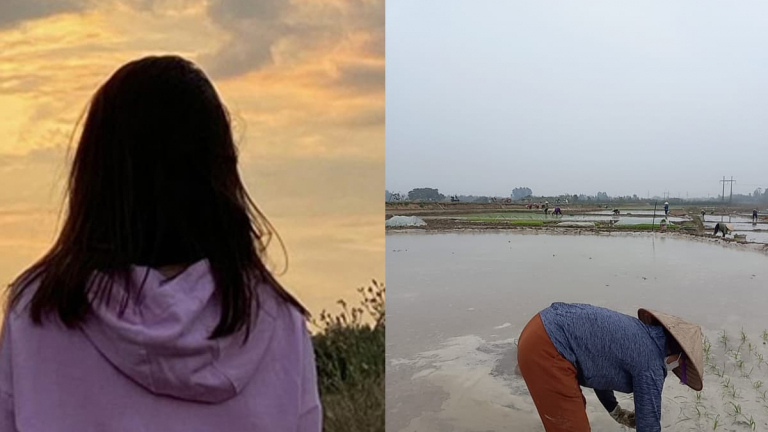 Lương 7 triệu sau 4 năm Đại học, cô gái buồn rũ rượi khi mẹ mướn người cấy thuê 450 nghìn/ngày