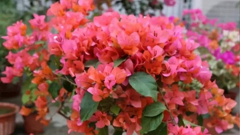 Đừng làm “3 điều ngu ngốc” này sau khi hoa giấy nở để tránh nụ rụng và hoa sẽ càng nở nhiều hơn