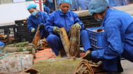 Bán một loại vỏ cây khô, doanh nghiệp Việt thu về gần 4.800 tỷ