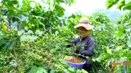 Giá cà phê bất ngờ giảm sốc, nông dân 'đánh rơi' hàng trăm triệu đồng