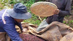 Lý do giá cà phê tăng cao nhưng thị trường không dám mua bán