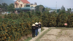 Đào, quất tăng giá ngày giáp tết