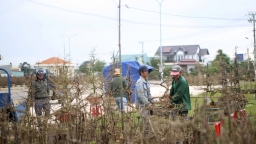 Nông dân thủ phủ mai vàng miền Trung 'khóc cười' vụ Tết