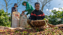 Đầu năm, giá cà phê tăng tưng bừng