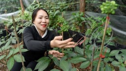 Phát triển Quảng Nam thành trung tâm công nghiệp dược liệu

