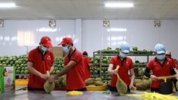 Nông sản Việt Nam vượt mốc 70 tỷ USD xuất khẩu