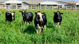 Sữa thanh trùng ít đường TH true MILK – lựa chọn thông minh cho sức khỏe cả gia đình