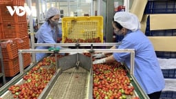 Tiêu chí xác định xuất xứ hàng hóa 'sản xuất tại Việt Nam' không đơn giản