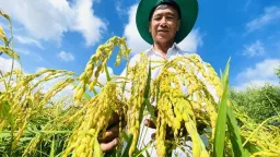 Người Việt đang vẽ lại bản đồ gạo thế giới