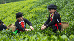 Thái Nguyên: Từ thủ phủ công nghiệp đến điểm sáng du lịch xanh trên bản đồ quốc tế