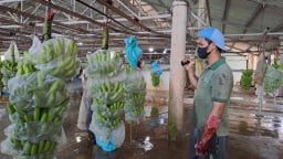 Vì sao quả chuối Việt Nam đột nhiên 'gây sốt' ở nước ngoài?