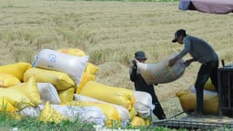Philippines dừng nhập khẩu, Bộ Công Thương đề nghị doanh nghiệp mua lúa cho dân