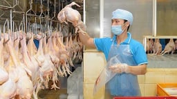 Cơ hội xuất khẩu thịt gà?