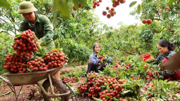 Bắc Giang đề nghị hỗ trợ tiêu thụ vải thiều