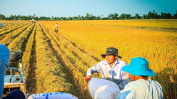 Đề xuất cho doanh nghiệp dùng lúa gạo thế chấp vay vốn