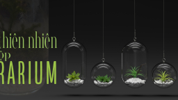 Đem thiên nhiên bỏ vào hộp Terrarium