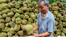 'Vua trái cây Việt Nam': Sốt giá chưa từng có, lập kỷ lục lịch sử 1,63 tỷ USD