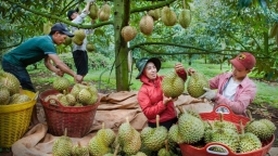 'Vua trái cây' Việt đổ bộ Trung Quốc, thị phần của Thái Lan giảm mạnh