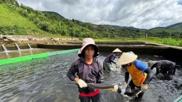 Lên núi nuôi cá tầm, người đàn ông thu về bạc tỉ