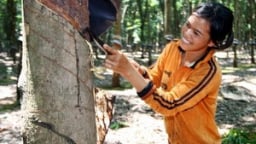 Doanh nghiệp ngành cao su và bài toán liên kết chuỗi 