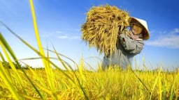 Agribank tích cực giải ngân cho đề án 1 triệu héc-ta lúa chất lượng cao, xây dựng nền nông nghiệp bền vững