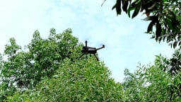 Doanh nghiệp dùng UAV/drone để quản lý rừng trồng