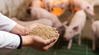 Quý II khởi sắc của doanh nghiệp chăn nuôi