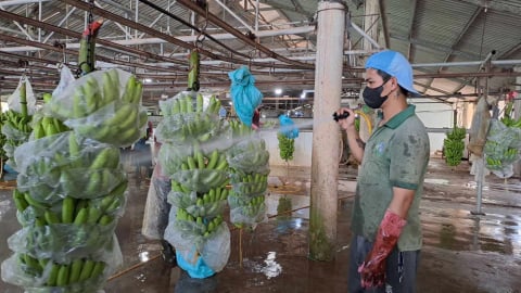 Vì sao quả chuối Việt Nam đột nhiên 'gây sốt' ở nước ngoài?