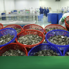 Trung Quốc chi đậm mua loài 'thuỷ sản tỷ USD', nỗi lo từ thị trường Mỹ