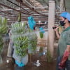 Vì sao quả chuối Việt Nam đột nhiên 'gây sốt' ở nước ngoài?