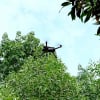 Doanh nghiệp dùng UAV/drone để quản lý rừng trồng
