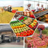  Xuất khẩu nông lâm thủy sản tiếp tục thặng dư 'khủng'