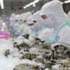 Xuất khẩu tôm Việt Nam sang Hoa Kỳ giảm 29% trong tháng 7