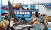 Đà Nẵng tăng cường các giải pháp chống khai thác hải sản bất hợp pháp