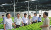 Chuyện về sản xuất nông nghiệp hữu cơ Quảng Trị
