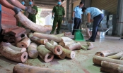 Đà Nẵng: Bắt giữ hơn 9 tấn ngà voi cập cảng Tiên Sa