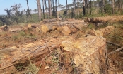 Điểm mặt những doanh nghiệp làm mất hàng trăm ha rừng ở Đắk Nông
