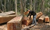 Doanh nghiệp ở Gia Lai lợi dụng xin đất trồng rừng để phá rừng và bán lại dự án