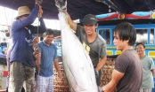 Trung Quốc 'tuột' khỏi top thị trường chính của cá ngừ Việt Nam