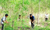 Vì sao Quảng Trị chuyển đổi hơn 1.631 ha đất, rừng phòng hộ đầu nguồn sang quy hoạch phát triển rừng sản xuất?