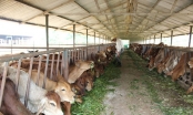 Gia Lai chấp thuận dự án nuôi bò nghìn tỷ của THADI