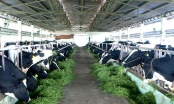 Thanh Hóa không gia hạn dự án bò sữa của Vinamilk