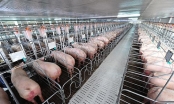 Xuân Thiện được chấp thuận dự án nuôi lợn 2.500 tỷ ở Thanh Hoá