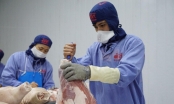 Khuyến cáo doanh nghiệp Việt xuất khẩu lợn sang Campuchia