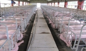 Nghệ An có dự án nuôi lợn 174 tỷ đồng ở Anh Sơn