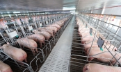 Dự án nuôi lợn 1.200 tỷ ở Nghệ An về tay BAF Việt Nam