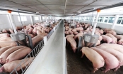 Agri - Vina làm trang trại lợn 266 tỷ ở Thanh Hóa