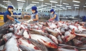 Vì sao hàng loạt doanh nghiệp xuất khẩu cá tra rút khỏi EU?