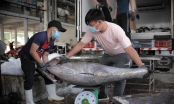 Giá cá ngừ đại dương tăng mạnh, ngư dân Khánh Hòa 'bội thu' đầu xuân